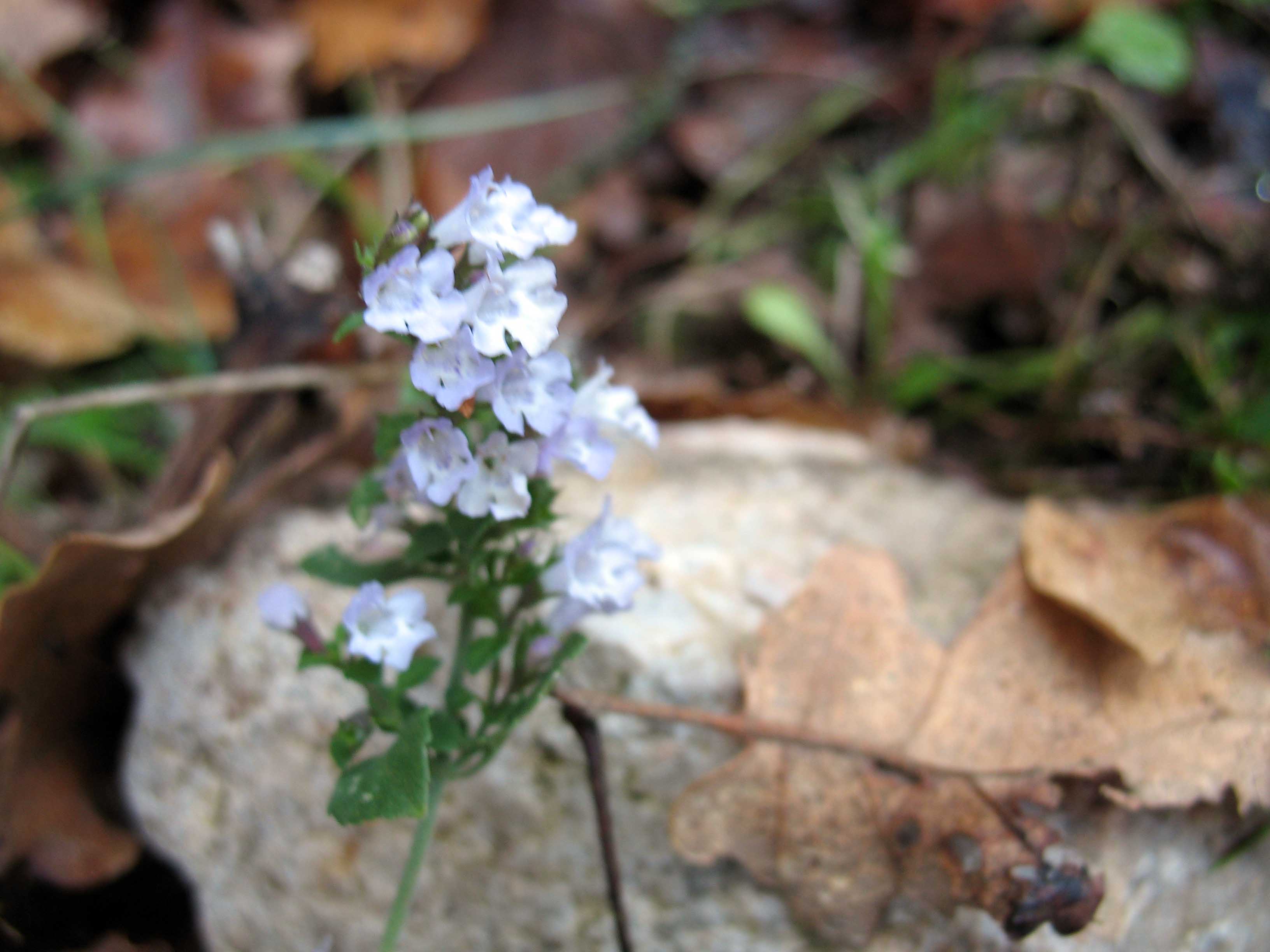 Calamintha nepeta...vero ?? vero...